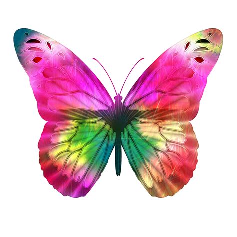 butterfly pink picture|bright pink butterfly.